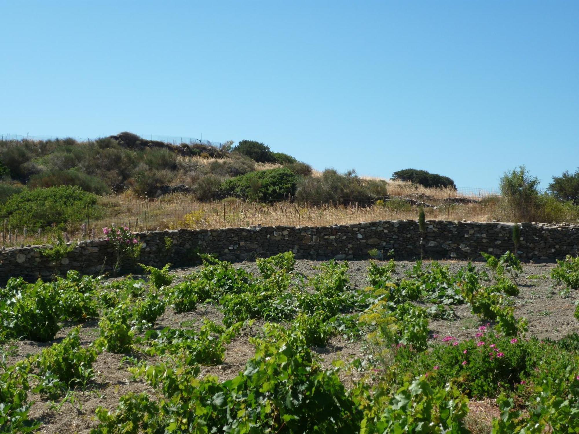 Smaragda Rooms & Studios Platis Gialos  Room photo